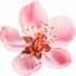 Nectarine blossom